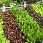Saatplatten-Set Salatvielfalt, der Marke Gärtner Pötschke