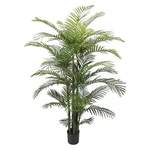 Areca-Palme Große