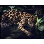 Kunstdruck »Jaguar«, der Marke ANY IMAGE