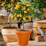 Calamondin-Orangenbaum (Größe: der Marke Gärtner Pötschke