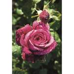Edelrose, Rosa der Marke ROSEN TANTAU