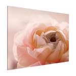 Magnettafel Rosa der Marke Bilderwelten