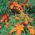 Pflanze von Gärtner Pötschke, in der Farbe Orange, andere Perspektive, Vorschaubild