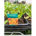Ringelblume 6er-Schale der Marke Pflanzen