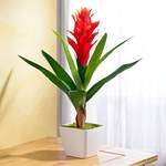 Guzmania bordeaux