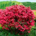 Riemenblüte Black der Marke Gärtner Pötschke