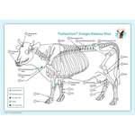 Akupunktur-Tafel Rind/Kuh der Marke Michaels-Verlag