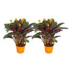 Calathea Crocata der Marke Sonstiges