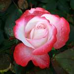 Edelrose, Rosa der Marke ROSEN TANTAU
