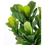 Kunstpflanze von I.GE.A., in der Farbe Grün, aus Textil, andere Perspektive, Vorschaubild