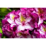 Rhododendron hybrid der Marke Pflanzen