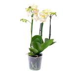 Phalaenopsis 3er der Marke Sonstiges