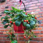 Erdbeer-Ampel der Marke Gärtner Pötschke