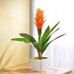 Guzmania orange