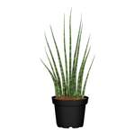 Sansevieria Cylindrica der Marke Sonstiges