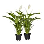 Spathiphyllum floribundum der Marke Sonstiges