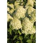 Rispenhortensie 'Limelight'(S) der Marke PFS Gartenwelten