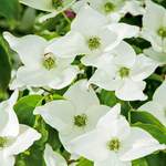 Blumenhartriegel Milky der Marke Gärtner Pötschke