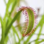 Pflanze von Gärtner Pötschke, in der Farbe Rot, andere Perspektive, Vorschaubild