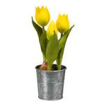 Tulpe im der Marke DEPOT
