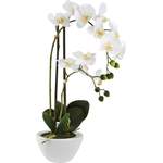 Kunstpflanze Orchidee der Marke Modern Living