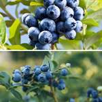Bio-Obst Heidelbeere der Marke Mein schöner Garten