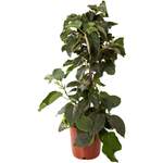 Kiwipflanze Actinidia der Marke Pflanzen