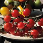 Bioland-Pflanzenpaket Tomaten