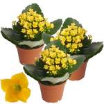 toom Kalanchoe der Marke toom