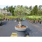 Olivenbaum OL11 der Marke Grünwaren