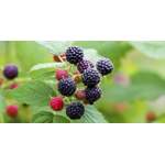 schwarze Sommerhimbeere der Marke Restberry