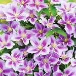 toom Clematis der Marke toom