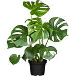 Fensterblatt Monstera der Marke Pflanzen