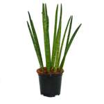 Exotenherz Sansevieria der Marke Exotenherz