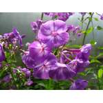 Hoher Staudenphlox,