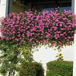 Pflanze von Gärtner Pötschke, in der Farbe Rosa, andere Perspektive, Vorschaubild