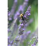 Provence-Lavendel 'Phenomenal' der Marke PFS Gartenwelten