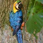 Blauer Papagei der Marke Antikas