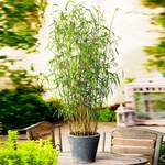 Bambus Asian der Marke Gärtner Pötschke