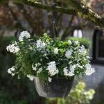 Blumenampel von Gärtner Pötschke, in der Farbe Weiss, Vorschaubild