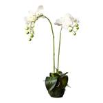 Orchidee Phalaenopsis der Marke DEPOT