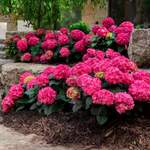 Blumentopf von Gärtner Pötschke, in der Farbe Rot, aus Holz, andere Perspektive, Vorschaubild