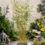 Bambus Aureocaulis der Marke Gärtner Pötschke