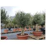 Olivenbaum in der Marke gruenwaren jakubik