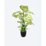 Caladium Kunstpflanze der Marke Pflanzenzauber
