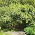 Sichtschutz von Gärtner Pötschke, aus Bambus, Vorschaubild