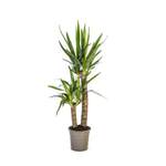 Palmlilie Yucca der Marke Pflanzen