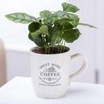 Kaffeepflanze Coffea der Marke Gärtner Pötschke