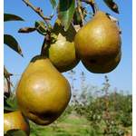 Birnenbaum Tongern der Marke Pflanzen