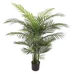 Areca-Palme 120